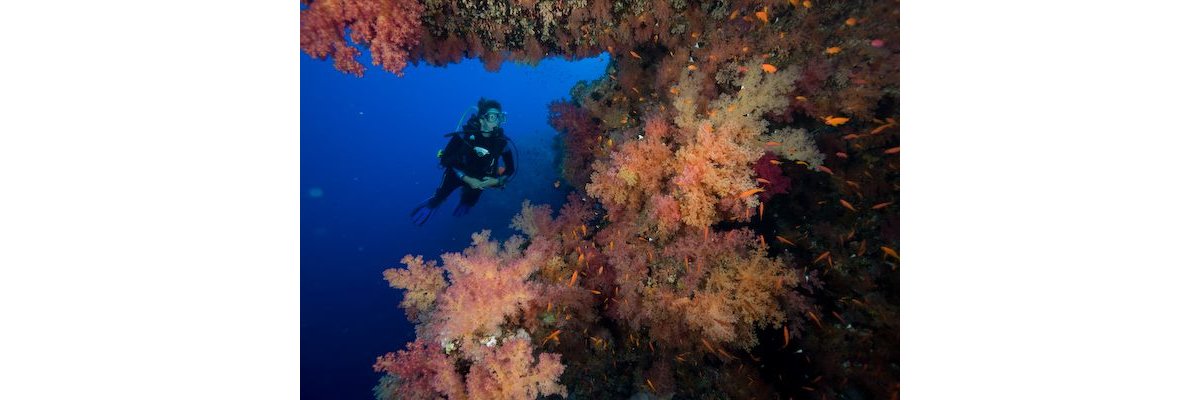 Diving in the Red Sea - Diving in the Red Sea